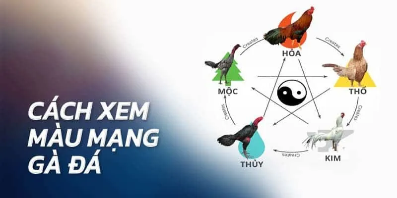 Màu mạng gà đá